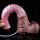 Kentucky - Squirting Dildo - Ferghana Horse - Large