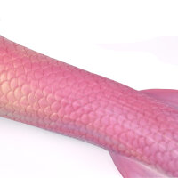 King Cobra - Erotic Dragon - Large